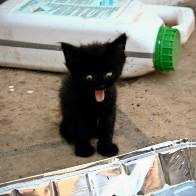 baby black kitten yawning