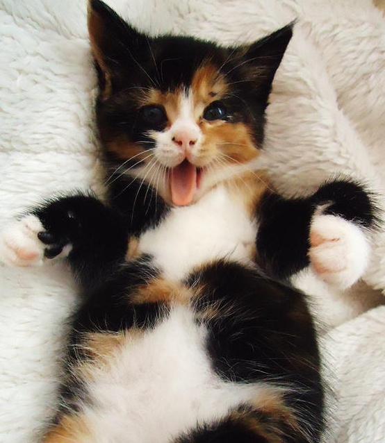beautiful calico kitten