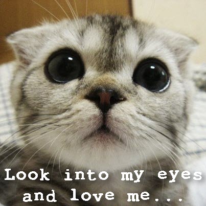 big cat eyes adorable