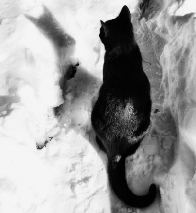 black cat snow