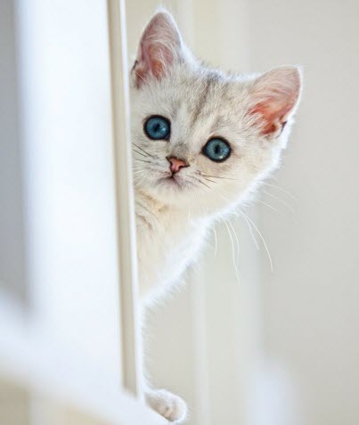 blue eyed white kitten