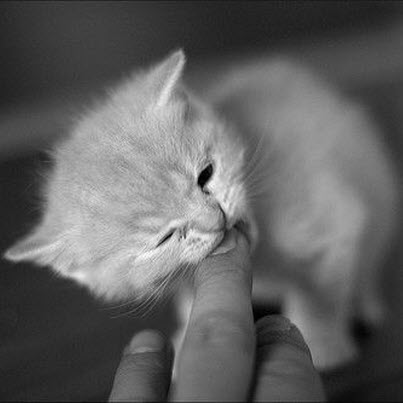 bw kitten bites finger