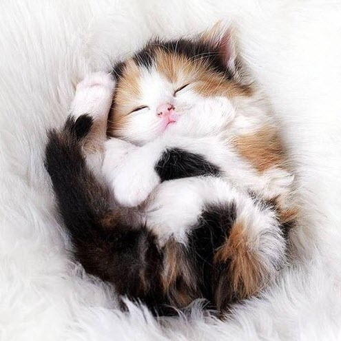 calico kitten fur ball