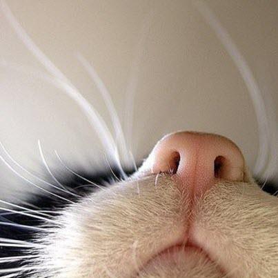 cat nose