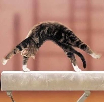cat on balance beam
