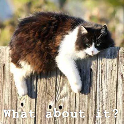 cat on fence