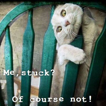 cat stuck in chair