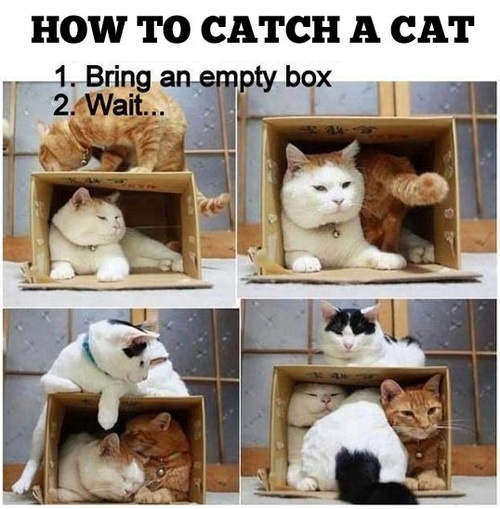 catch cats