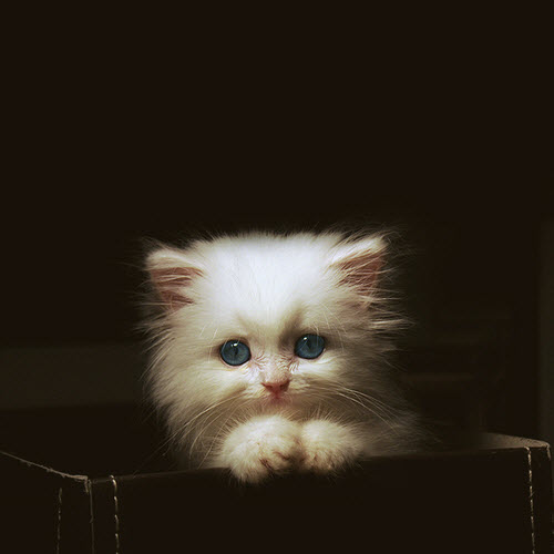cute white kitten in leather box