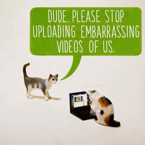 embarrassing cat videos