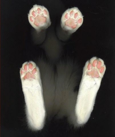 four paws