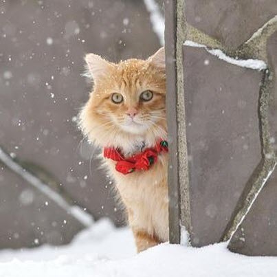 ginger xmas cat snow