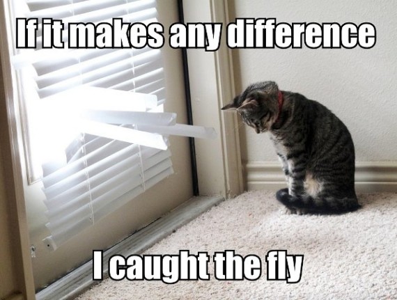 if-it-makes-any-difference-i-caught-the-fly-cat