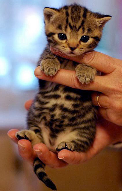 kitten fingers