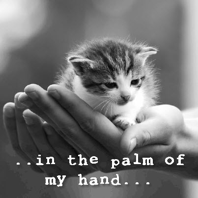 kitten in palm