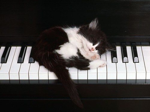 kitten piano