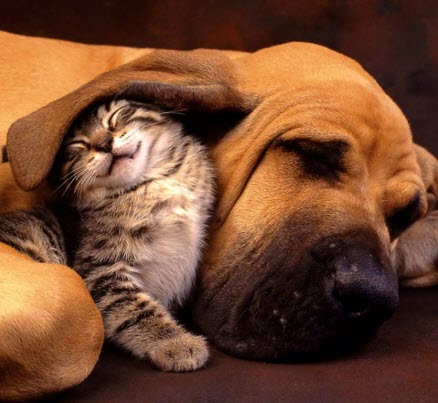 kitten under dogs ear
