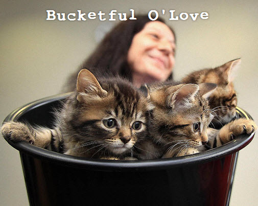 kittens in bucket