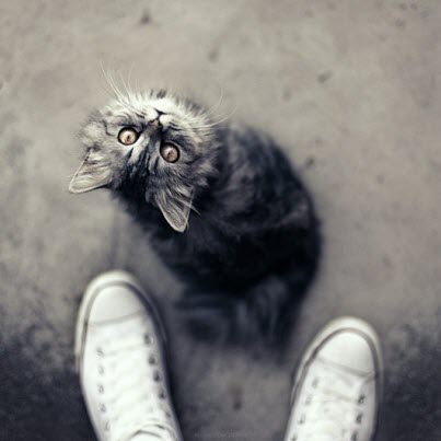 kitty at feet