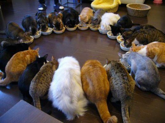 lots of cats