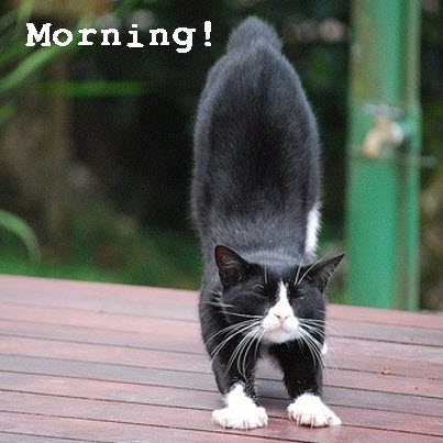 morning stretch cat