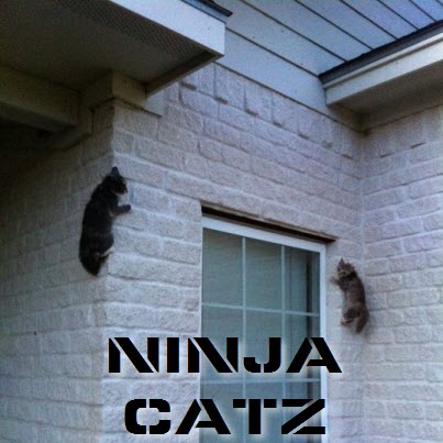 ninja cats