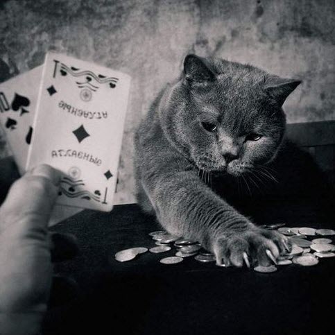 poker cat