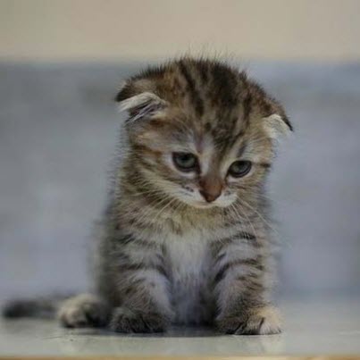 sad kitty