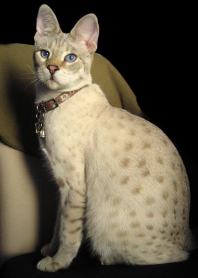 snow bengal maybe