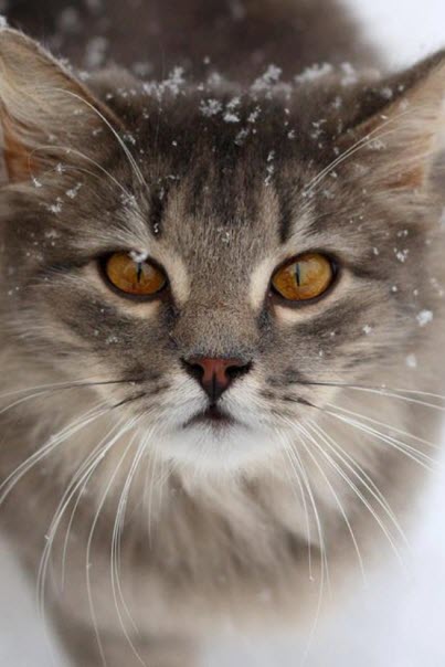 snowing kitten