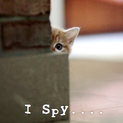 spy kitten