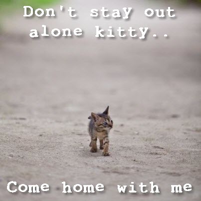 stray kitten all alone