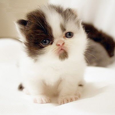 tiny pug kitten
