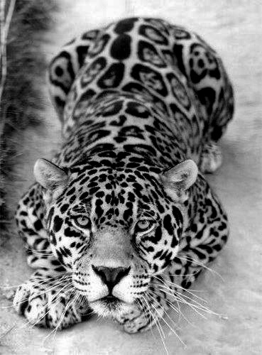 BW leopard