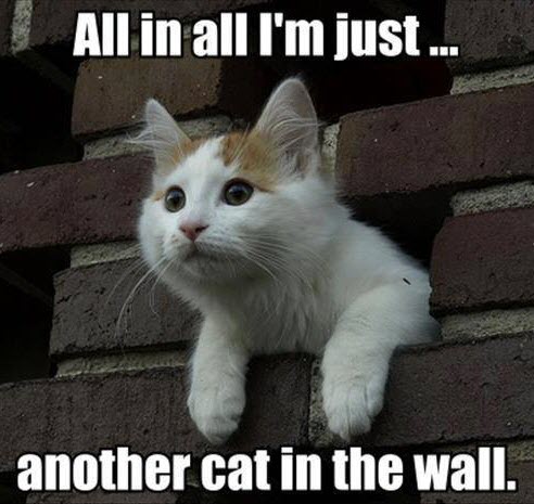CAT IN THE WALL