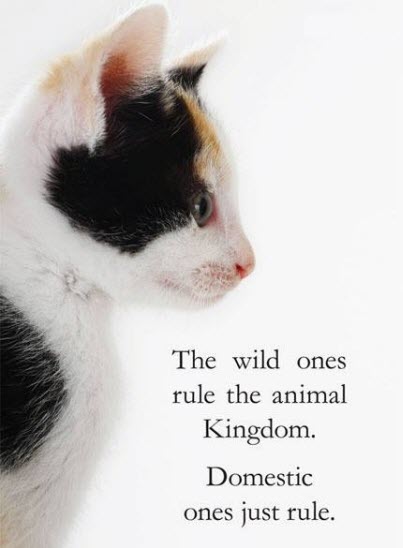 Cats rule