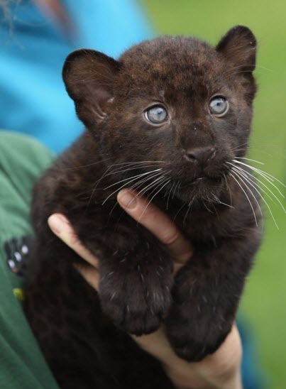 baby panther