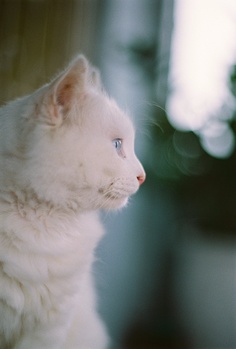 beautiful white cat