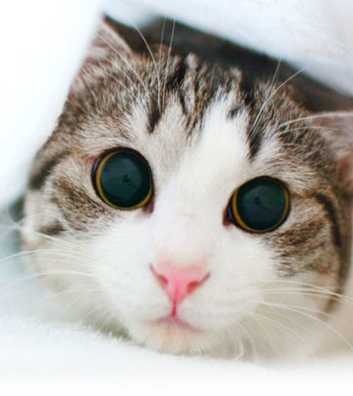 big eyes kitten