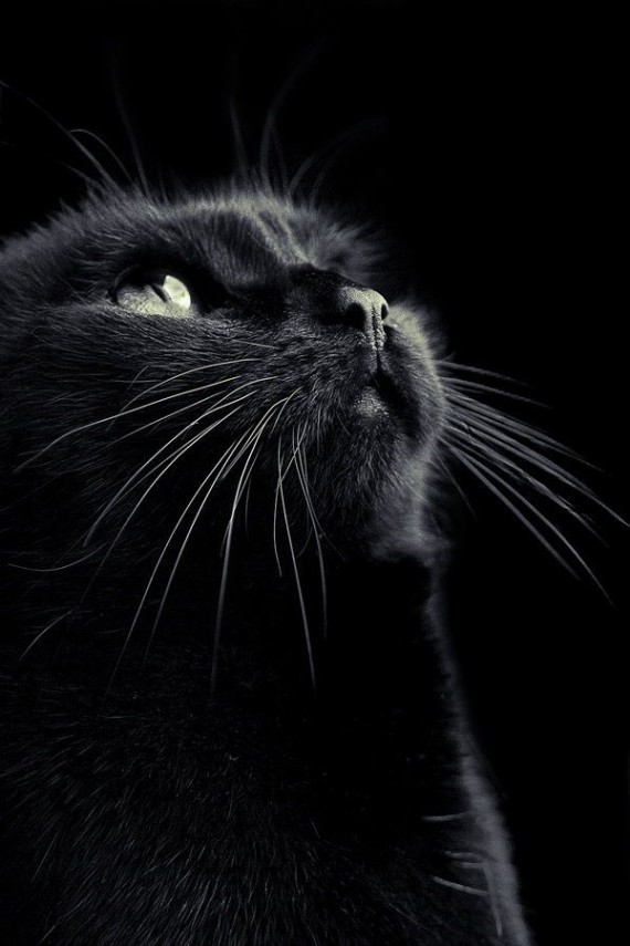black cat ace