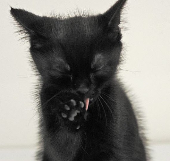 black kitten lick paw
