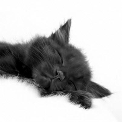 black kitten on white rug