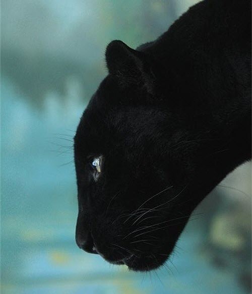 black panther 