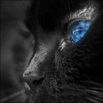 blue eye cat close up
