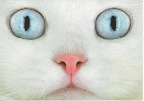 blue eyed cat