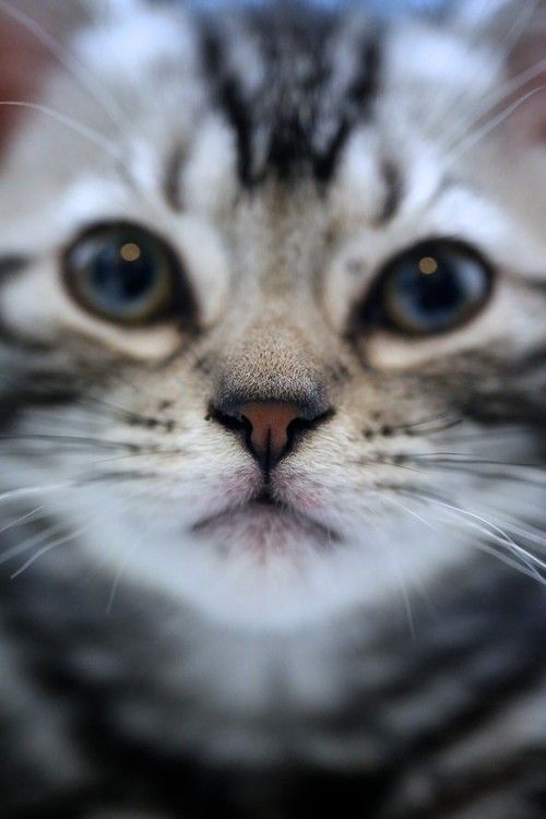 blurry kitten face