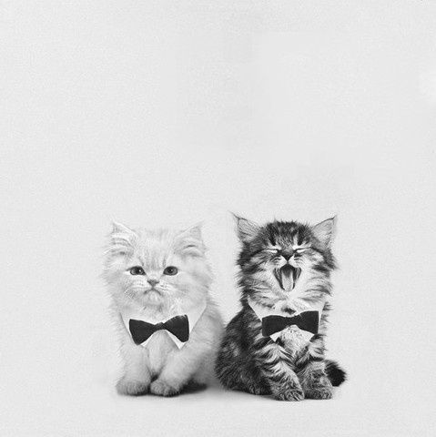 bow tie kittens
