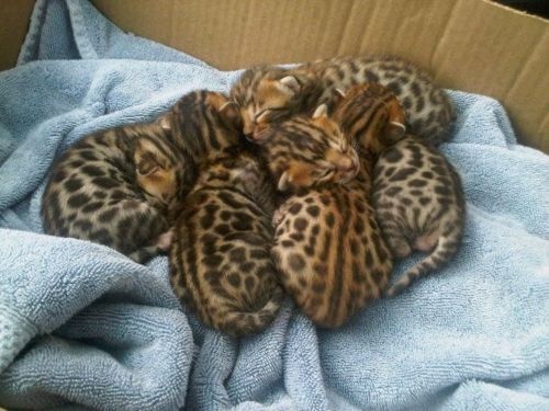 box of bengal kittens