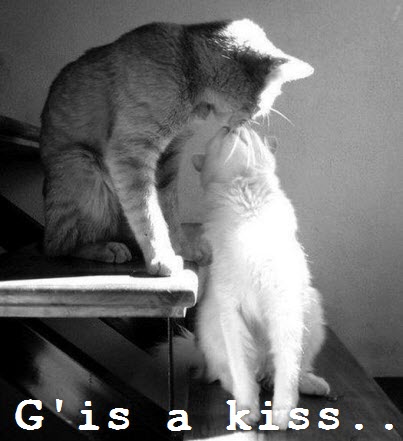 bw cat kiss