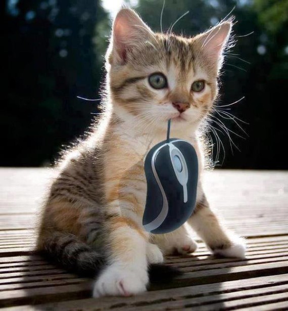 cat and mouse
